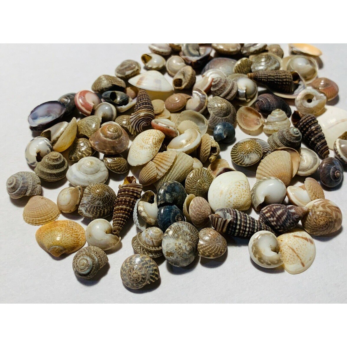 Tiny Mixed Seashells 500 pcs