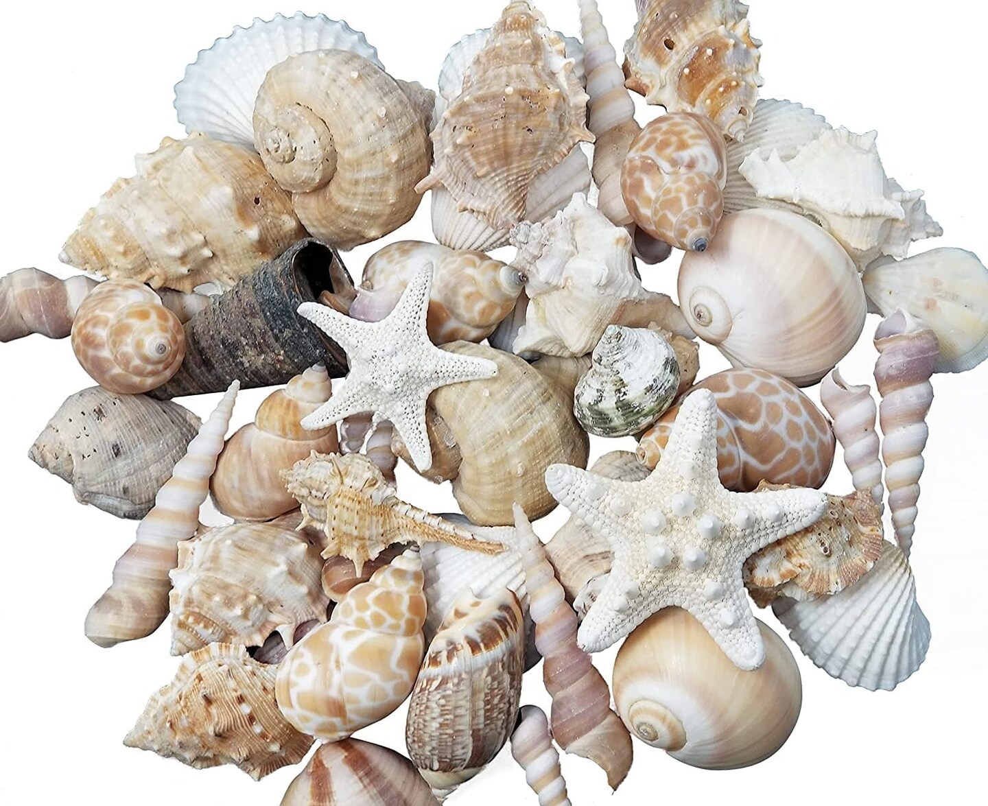 2 Pounds Delightful Mix Sea Shells