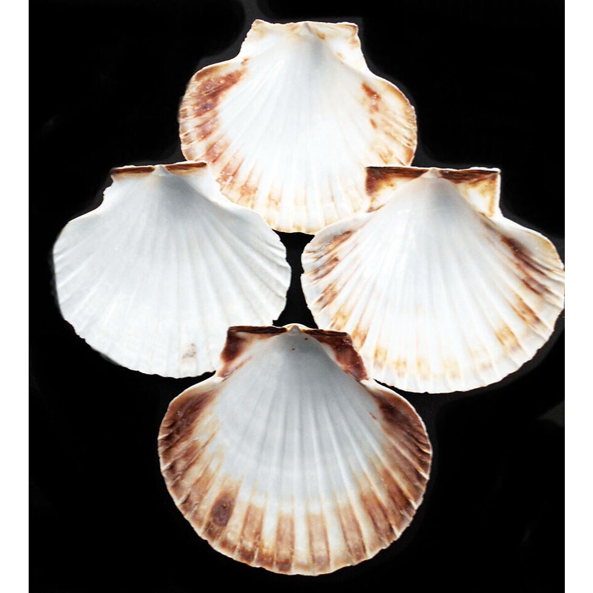 5 Inches Hoary Scallop Shells