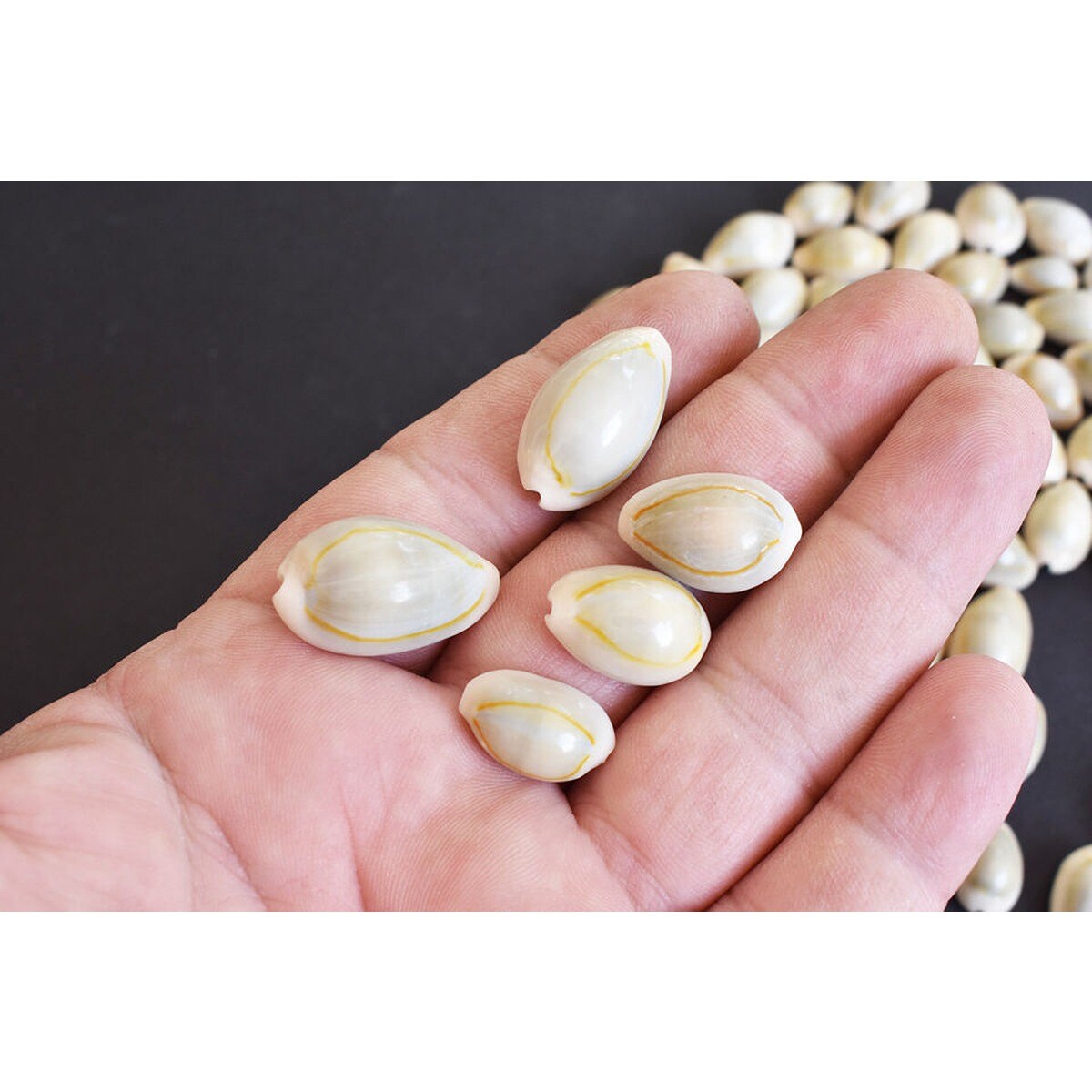 12-25mm Organized Cowrie Shells 100 pcs