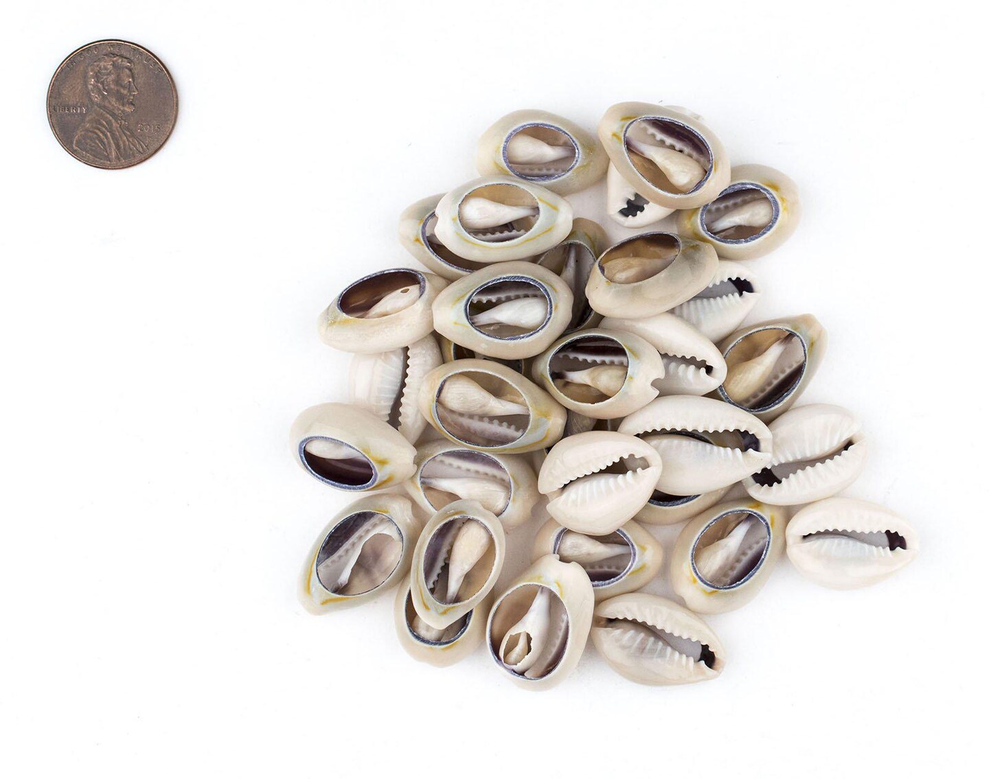 The Bead Chest Cowrie Shells (Large) - Approx 30 Pieces - White, Natural - Jewelry Making, Craft Projects, Artistic Use, Cultural Adornments