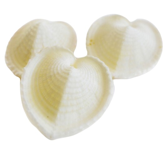 2 Inches Beautiful Heart Cockle Shells