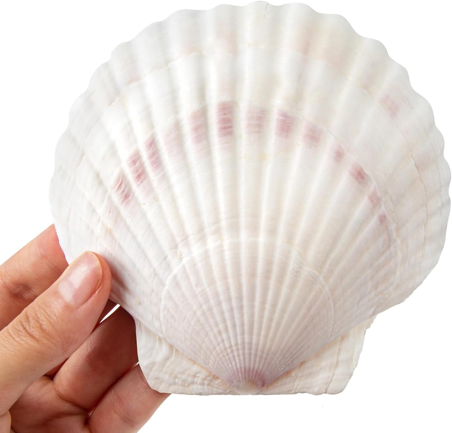 5 Inches Natural Seashell for Home Decoration 8 pcs