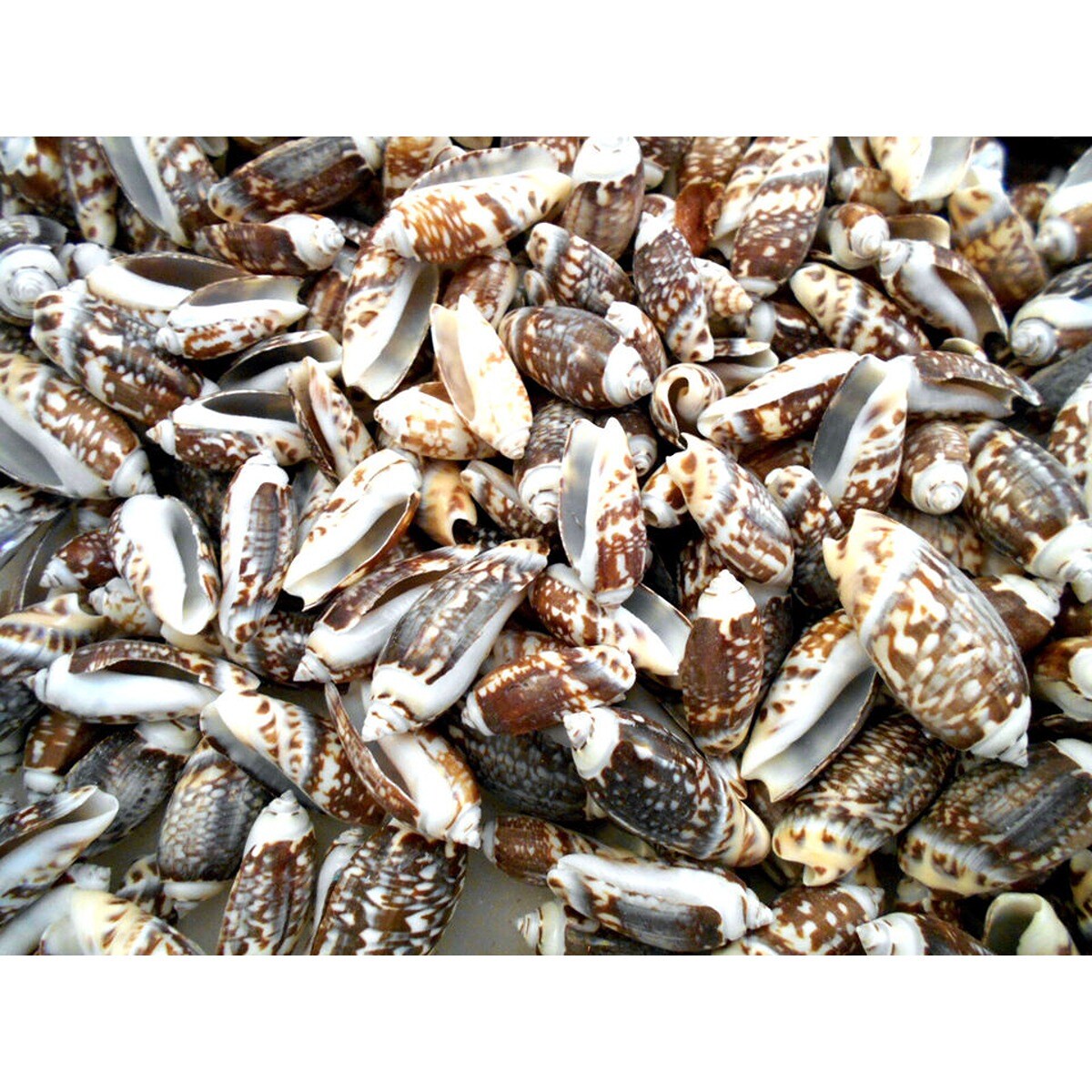 1.75 Inches Gibosa Seashells 50 pcs