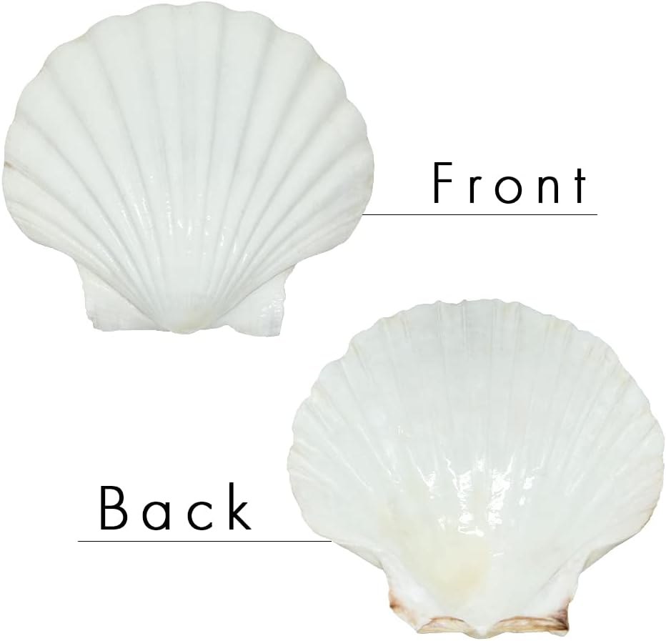 Natural Seashells for Home Decoration 35 pcs