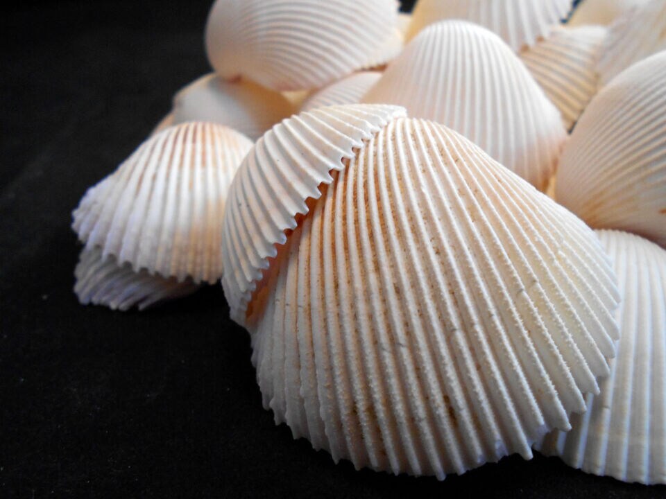 2 Inches Winsome Rose Cockle Shells