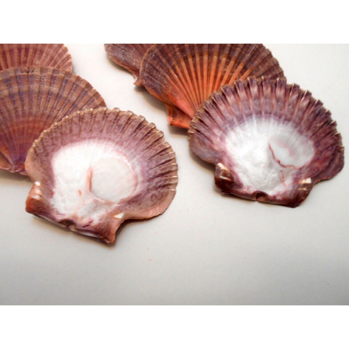 3 Inches Flat Scallop Shells 12 pcs