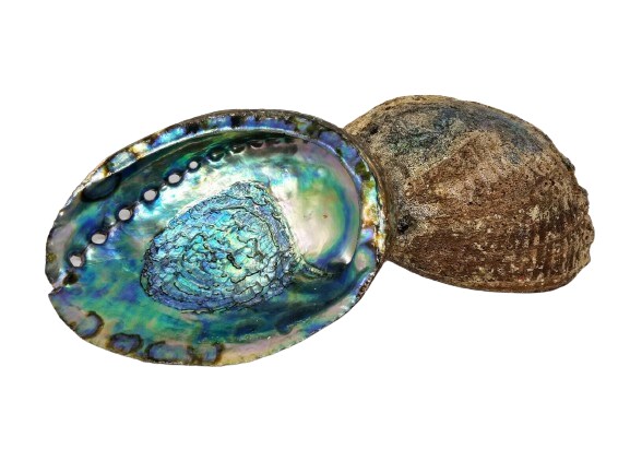 Simple Extrea Huge Abalone Seashell 2 pcs