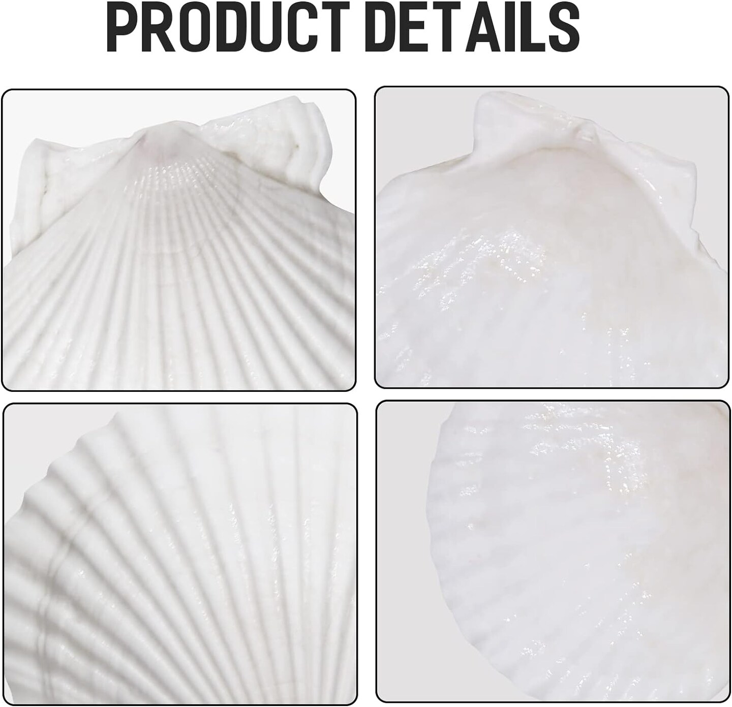 5 Inches Natural Sea Shells Scallop Shells 10 pcs