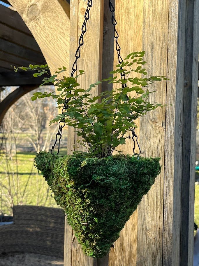 6&#x22; MOSS Hanging Basket - Square Cone