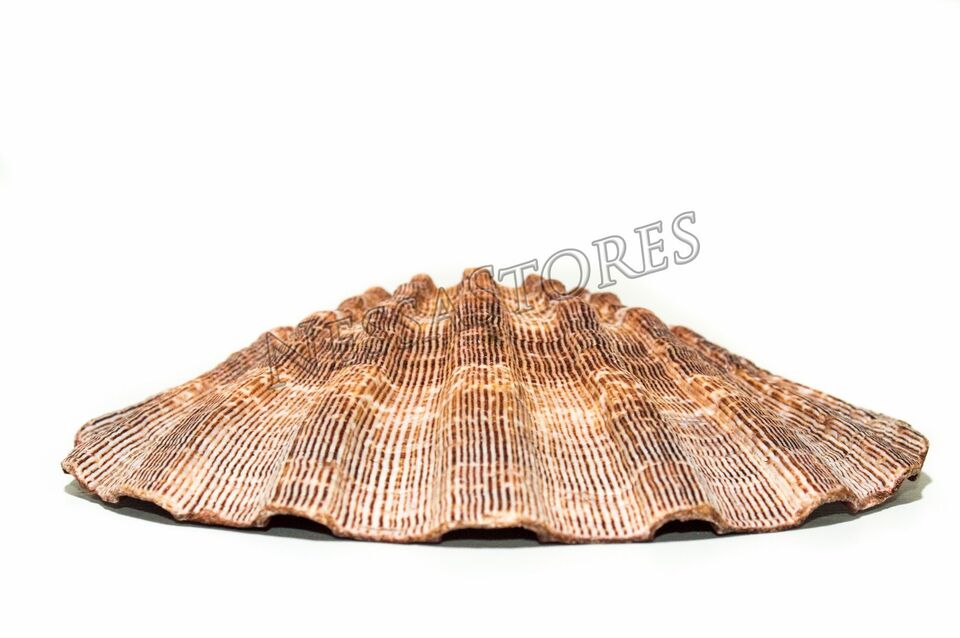 6 Inches Natural Lion Paw Scallop Seashell