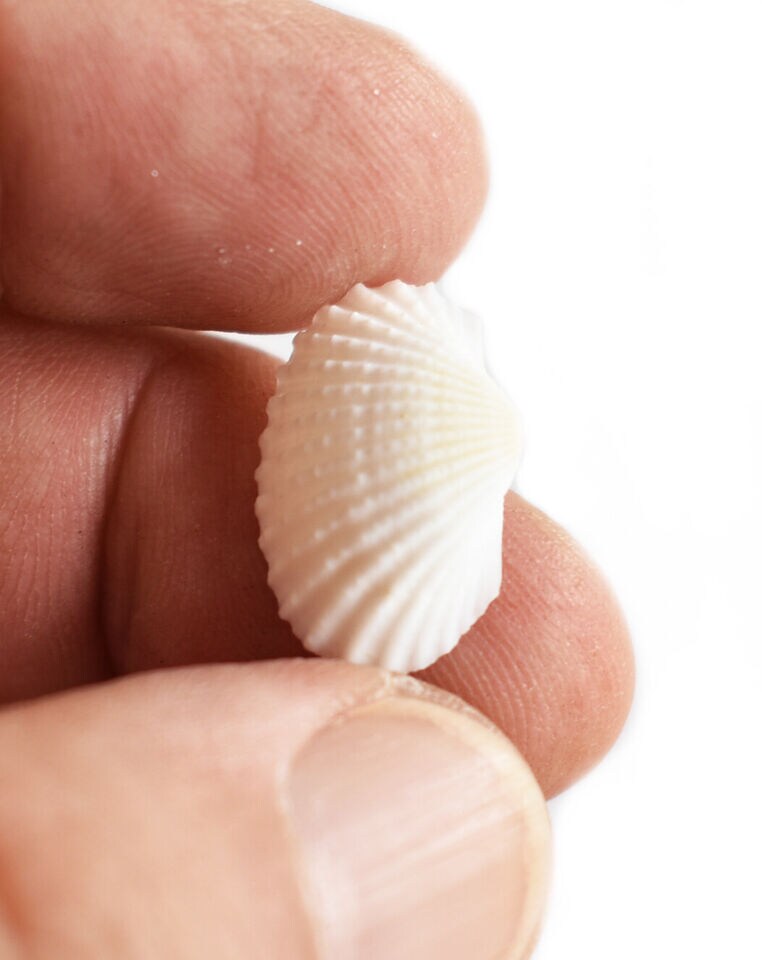 1/2 Inch Small Ark Seashells 100 pcs