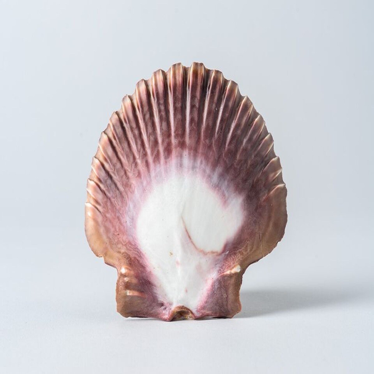 3 Inches Tubby Scallop Shells 25 pcs
