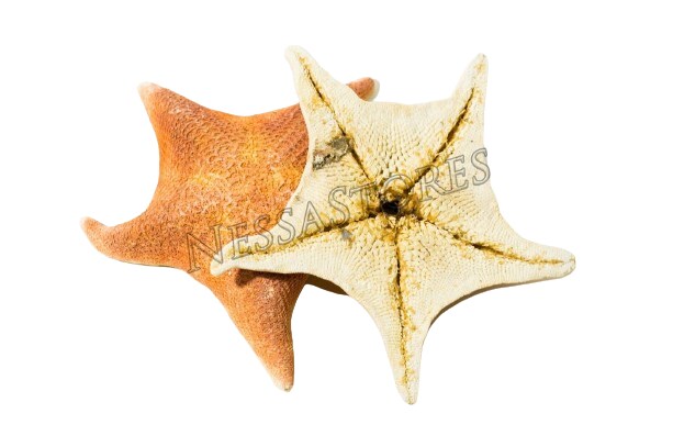 5 Inches Vibrant Starfish Sea Shell