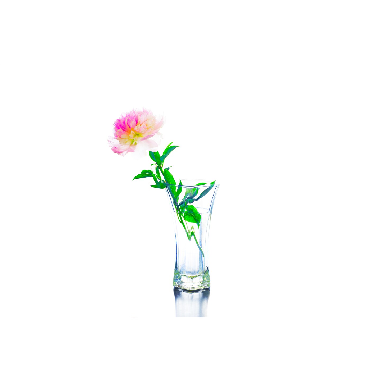 Lovely Peony Canvas or Metal Print product 2