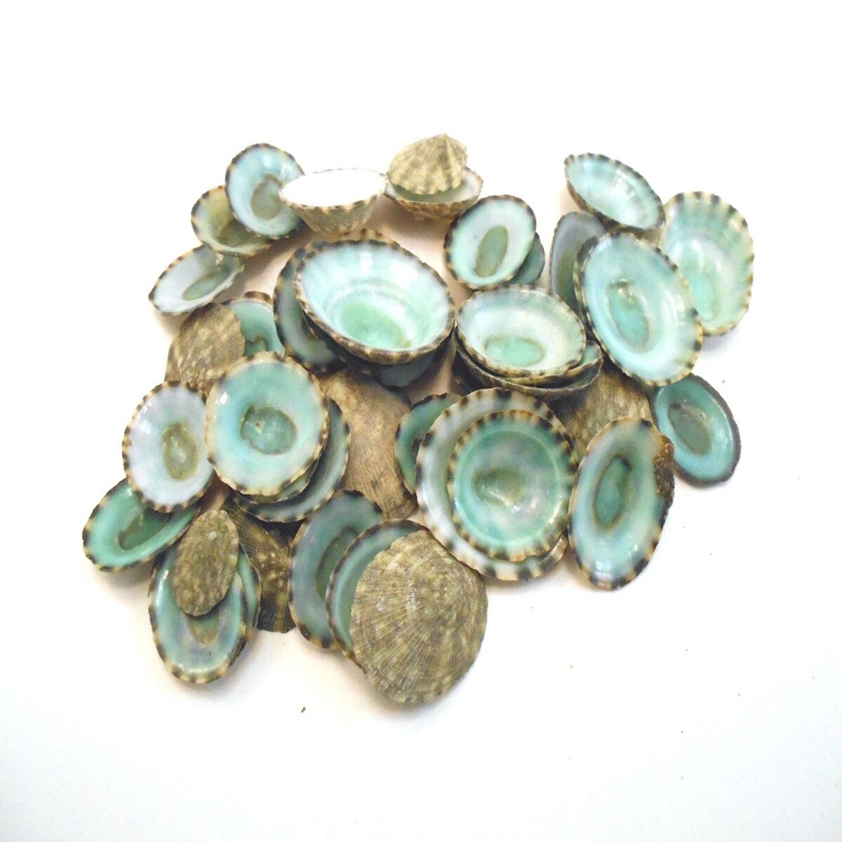 1/2 Inch Emerald Limpet Seashells | Michaels