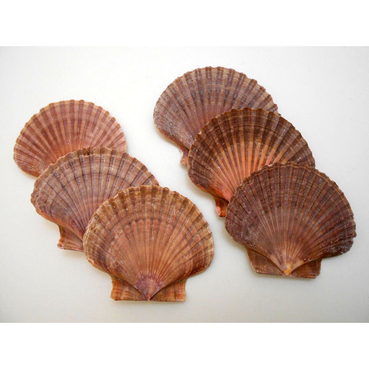 3 Inches Flat Scallop Shells 12 pcs