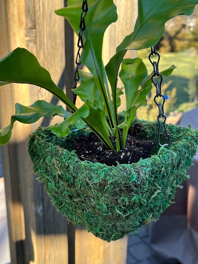 6&#x22; MOSS Hanging Basket - Square Basket