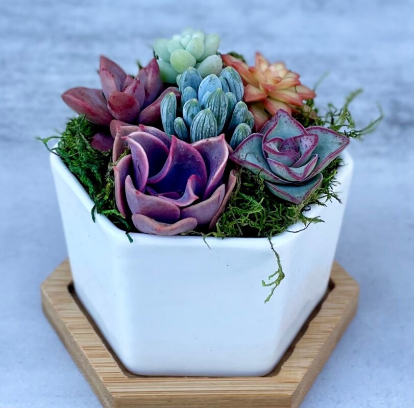 potted lavender plants Lavender, Provence (Lavandula x intermedia 'Provence') Organic Plant in  2.5-inch Pot by Smoke Camp Crafts