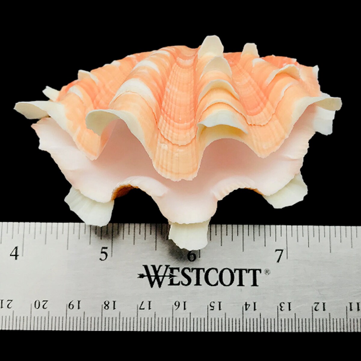 3 Inches Fancy Tridacna Clam Shell