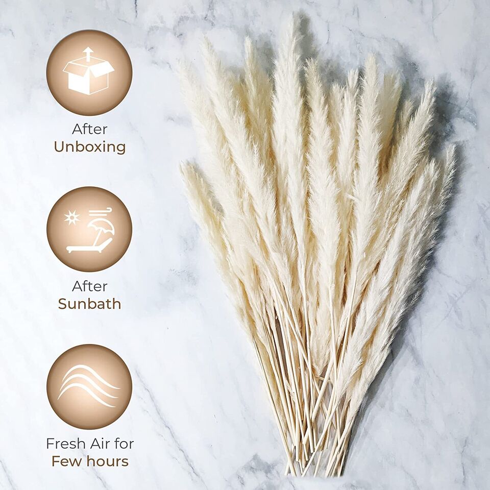 30 Pampas Natural Dried Stems for Stylish Bouquets &#x26; Home Decor