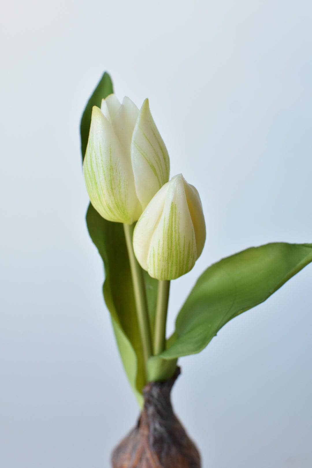 8&#x22; Faux Real Touch White Tulips in Bulb w/pick