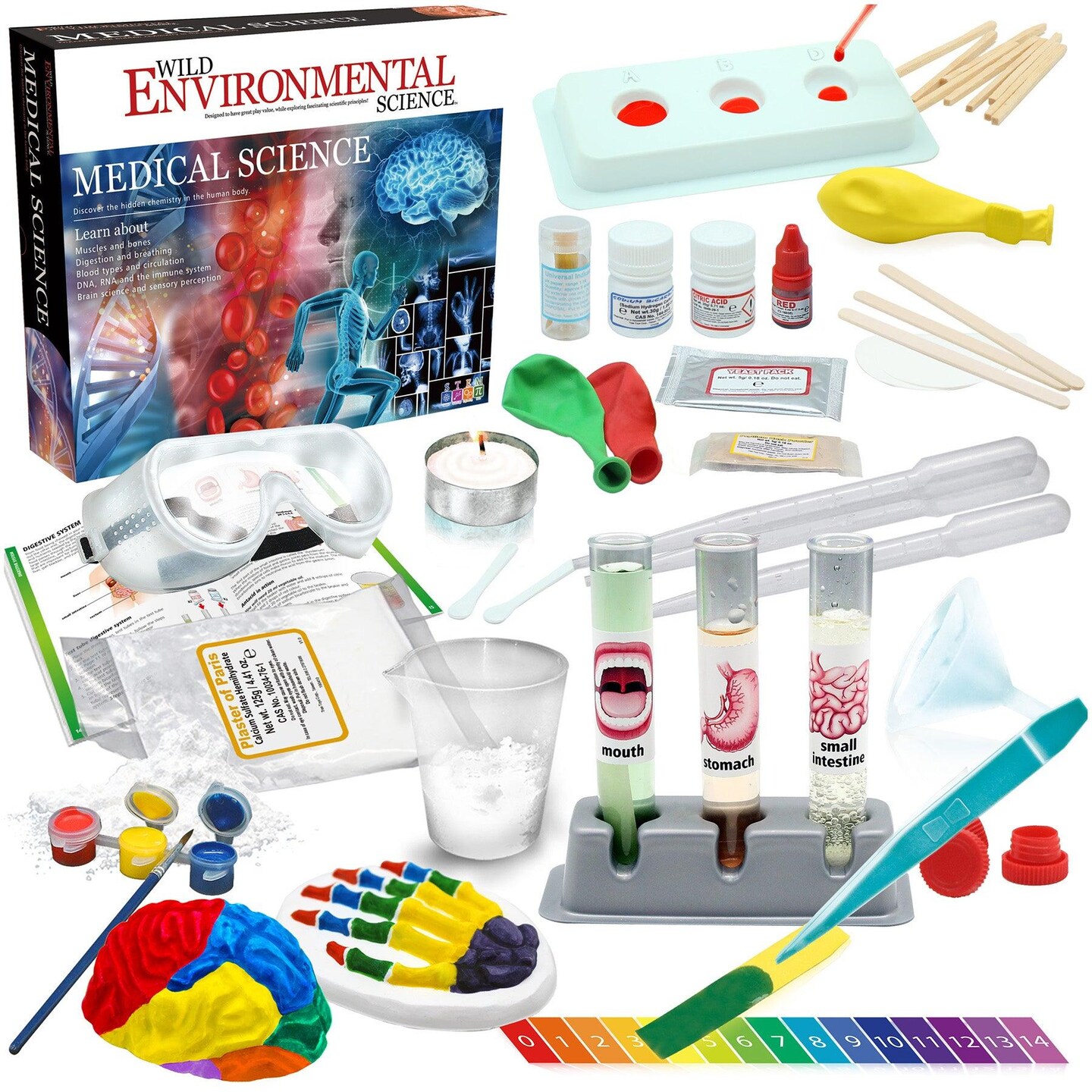 Medical Science STEM Kit for Ages 8 Make a Test Tube Digestive System Extract DNA Create Anatomical Models and More Michaels