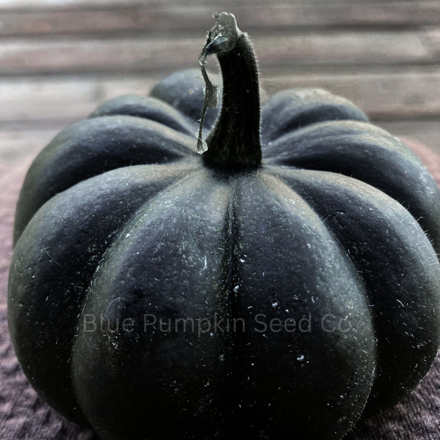 Midnight F1 Black Pumpkin Seeds: Grow Small Black Pumpkins Perfect