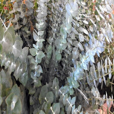 Eucalyptus Fragrance Oil (Our Version of the Brand Name) (8 oz Bottle) for Candle Making, Soap Making, Tart Making, Room Sprays, Lotions, Car Fresheners, Slime, Bath Bombs, Warmers&#x2026;