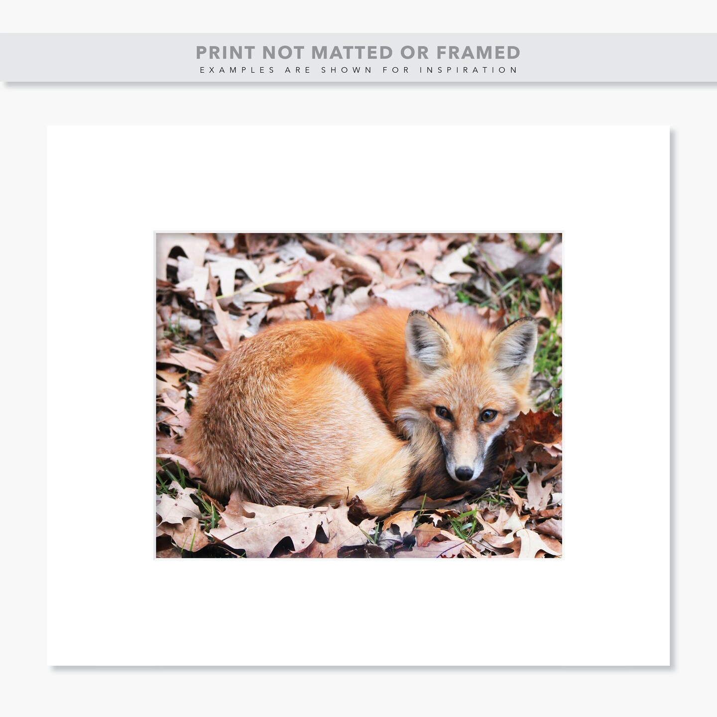 Adorable Fox Curled into a Ball - Woodland Wildlife Photo - Nature Photography product 3