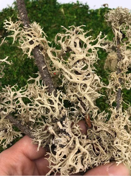 MOSS - Natural Lichen Branched Moss on STICKS
