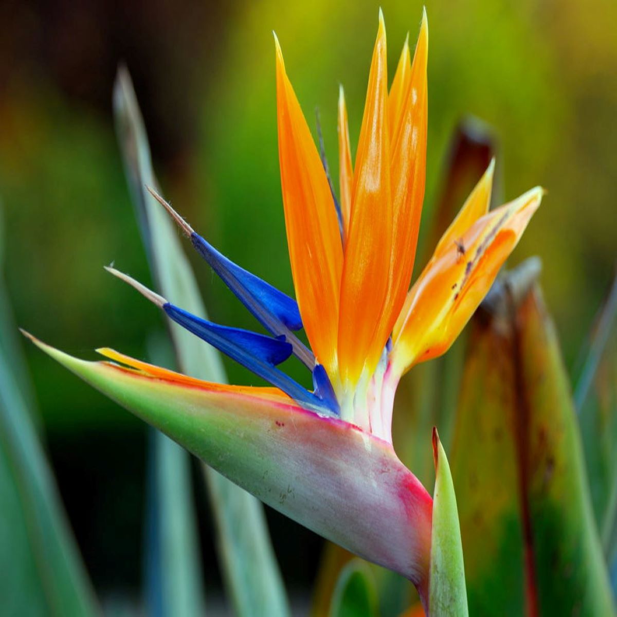 Birds of Paradise Fragrance Oil (Our Version of the Brand Name) (32 oz Bottle) for Candle Making, Soap Making, Tart Making, Room Sprays, Lotions, Car Fresheners, Slime, Bath Bombs, Warmers…