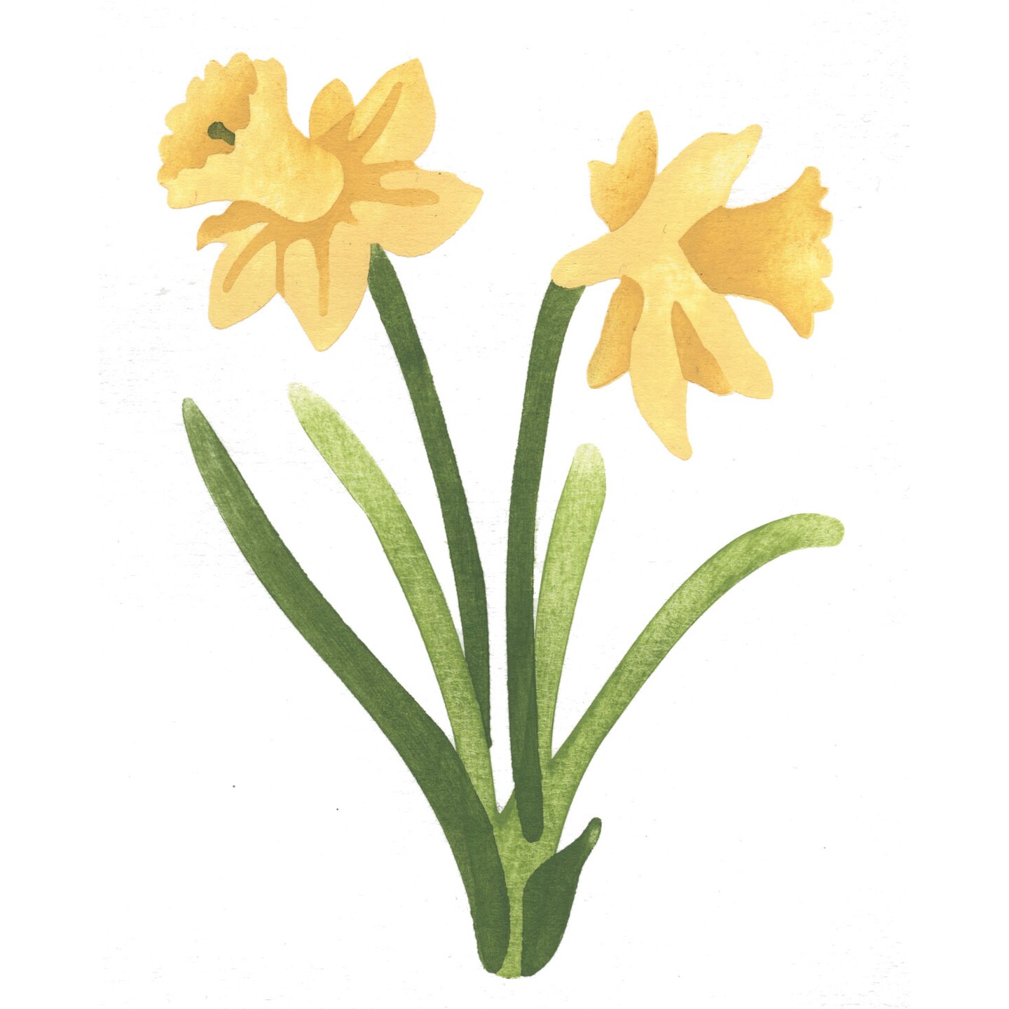 Small Daffodil Wall Stencil | 3040A by Designer Stencils | Floral Stencils | Reusable Art Craft Stencils for Painting on Walls, Canvas, Wood | Reusable Plastic Paint Stencil for Home Makeover | Easy to Use &#x26; Clean Art Stencil