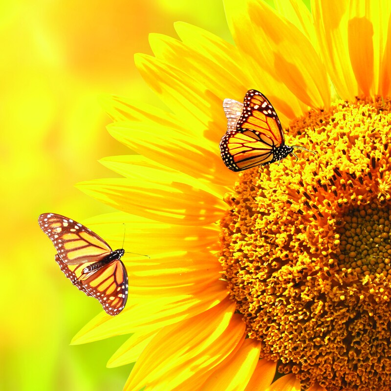Nature&#x27;s Angels Paper - Sisters - Reminisce