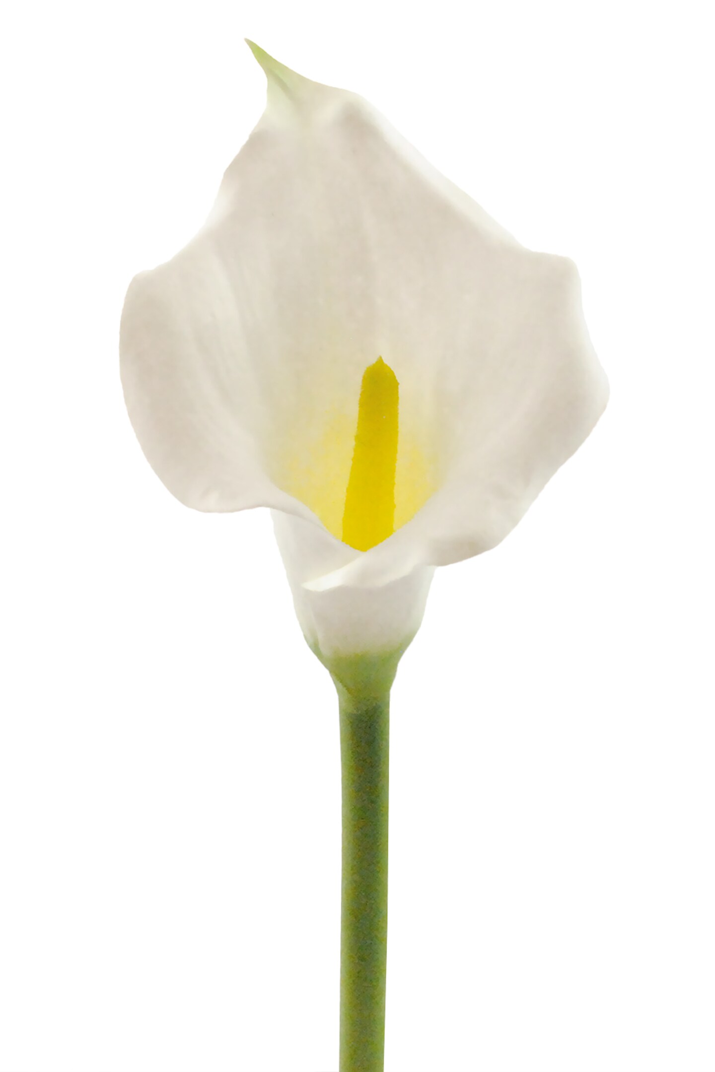 DII Flower Cala Lily White (Set of 3)