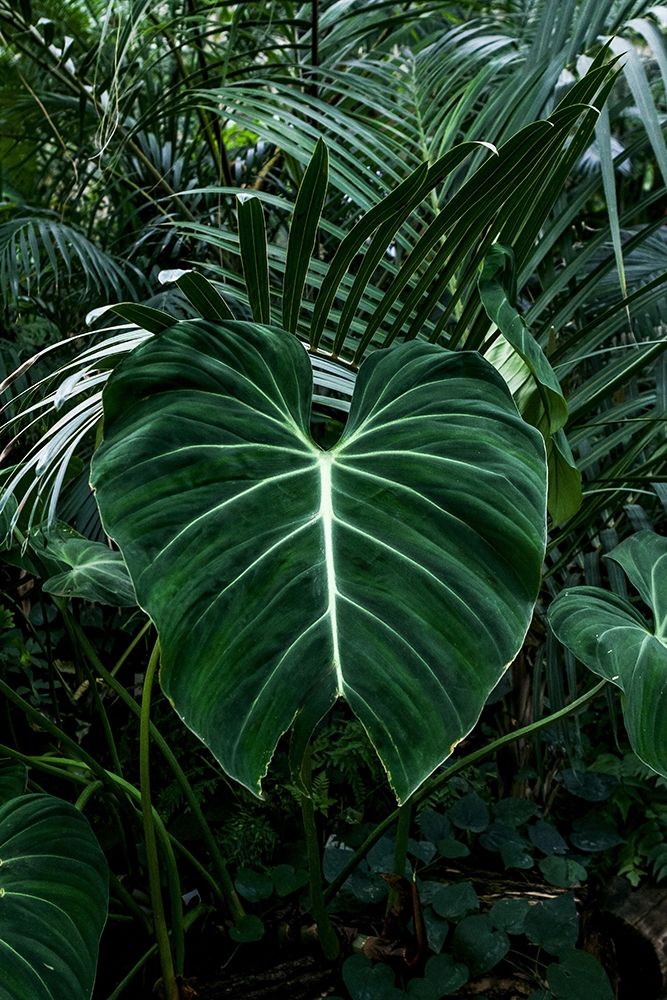 Tropical 3 Poster Print by PhotoINC Studio - Item # VARPDXIN99077