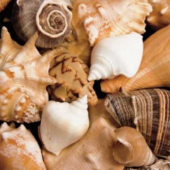 Beachside Shells Poster Print by Jeff/Boyce Maihara/Watt - Item # VARPDX5580