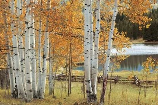 Birch Beauty Poster Print by  Mike Jones - Item # VARPDXJMP335