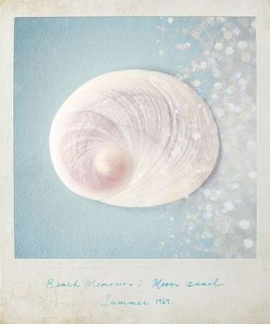 Beach Memories Moon Snail Poster Print by Susannah Tucker Photography - Item # VARPDX573TUC1102
