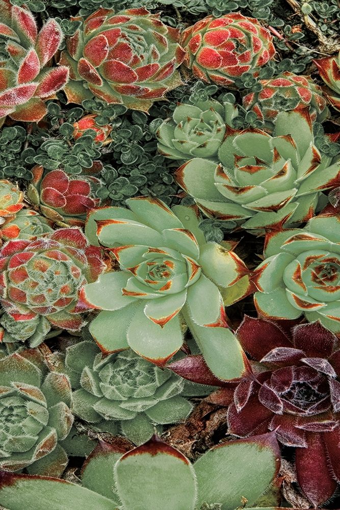 Succulent Collection Ii Poster Print by Dennis Frates - Item # VARPDX70151