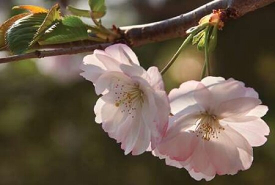 Cherry Blossom Joy Poster Print by Leda Robertson