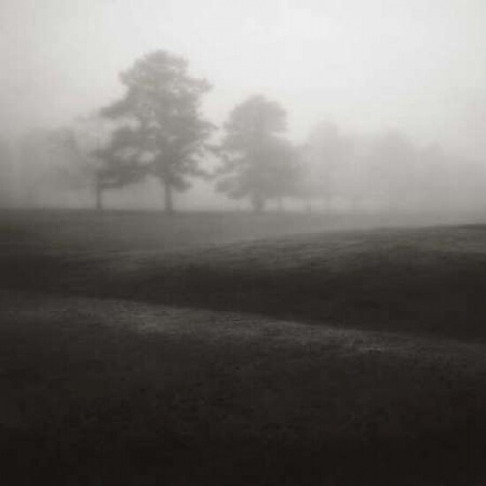 Fog Tree Study II Poster Print by Jamie Cook - Item # VARPDX5118