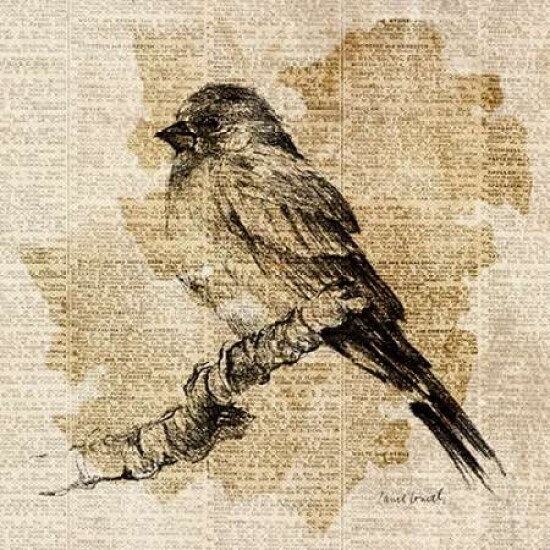 Bird Study I Poster Print by Lanie Loreth - Item # VARPDX9550M
