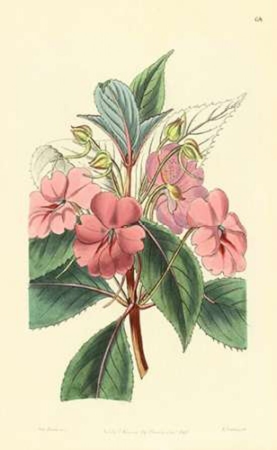 Impatiens Platypetala Poster Print by PI Collection