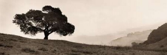 Black Oak Tree Poster Print by Alan Blaustein - Item # VARPDXB1288D