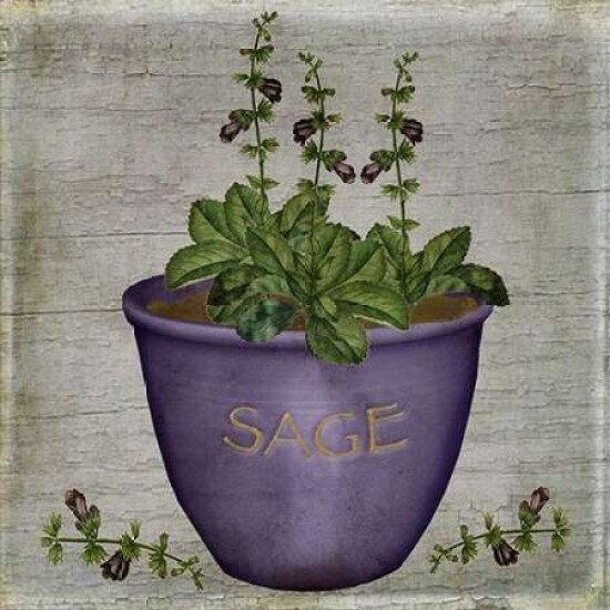 Herb Sage Poster Print by Beth Albert - Item # VARPDXBA1093