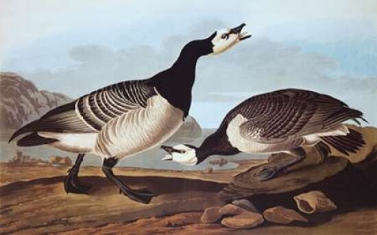 Barnacle Goose Poster Print by John James Audubon - Item # VARPDX197961