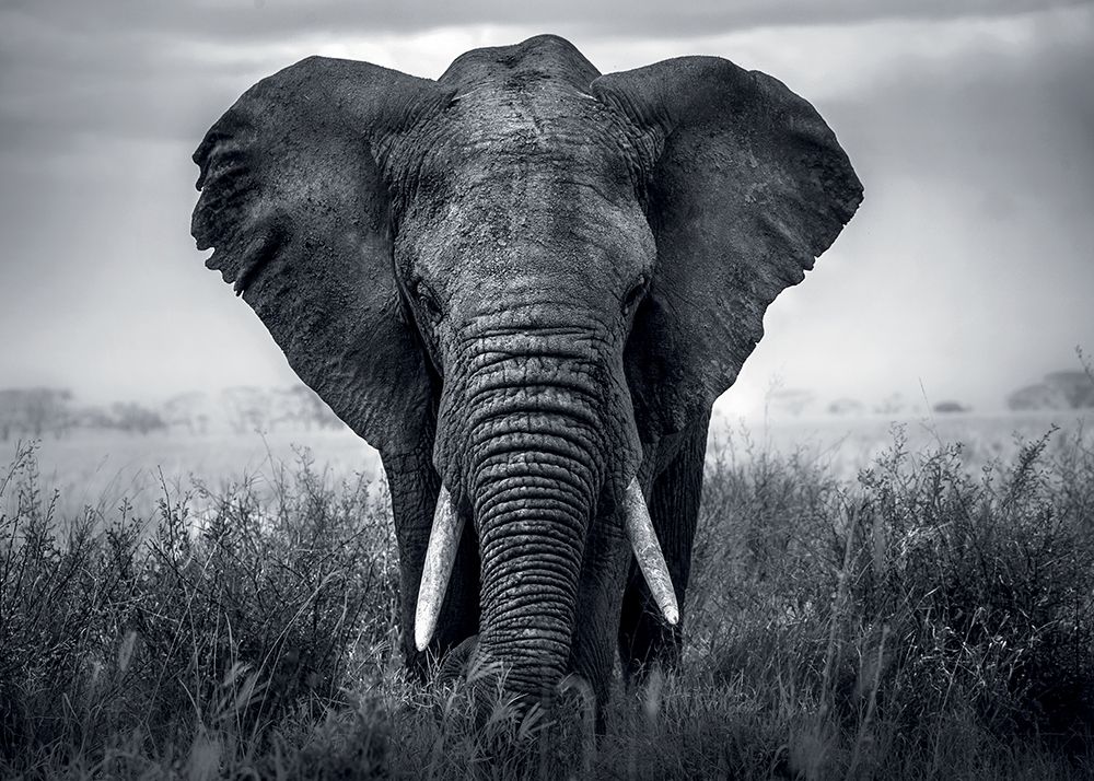 El&#xFFFD;&#xFFFD;phant Poster Print by Braun Studio Braun Studio # R4284