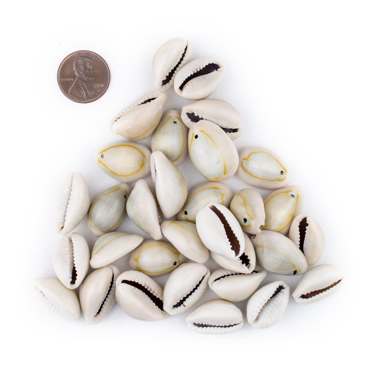 The Bead Chest Drilled Cowrie Shells (Large)