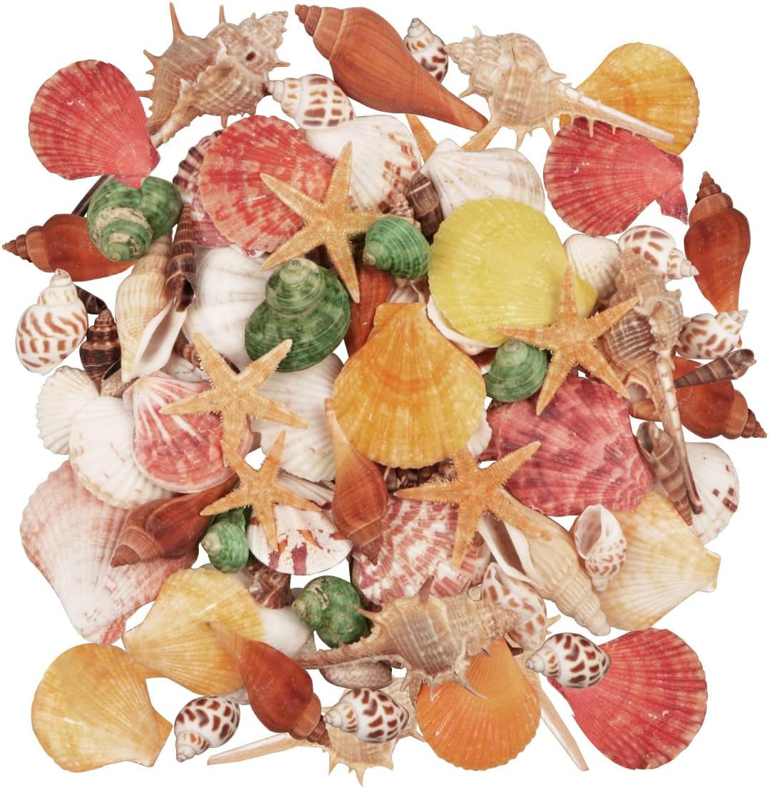 Colorful Seashells with Starfish Perfect for Home Decoration 100 pcs
